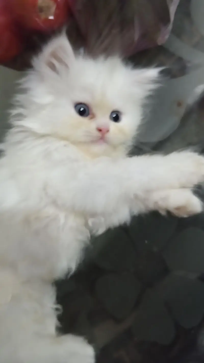 Pure white Persian kittens — photo 6