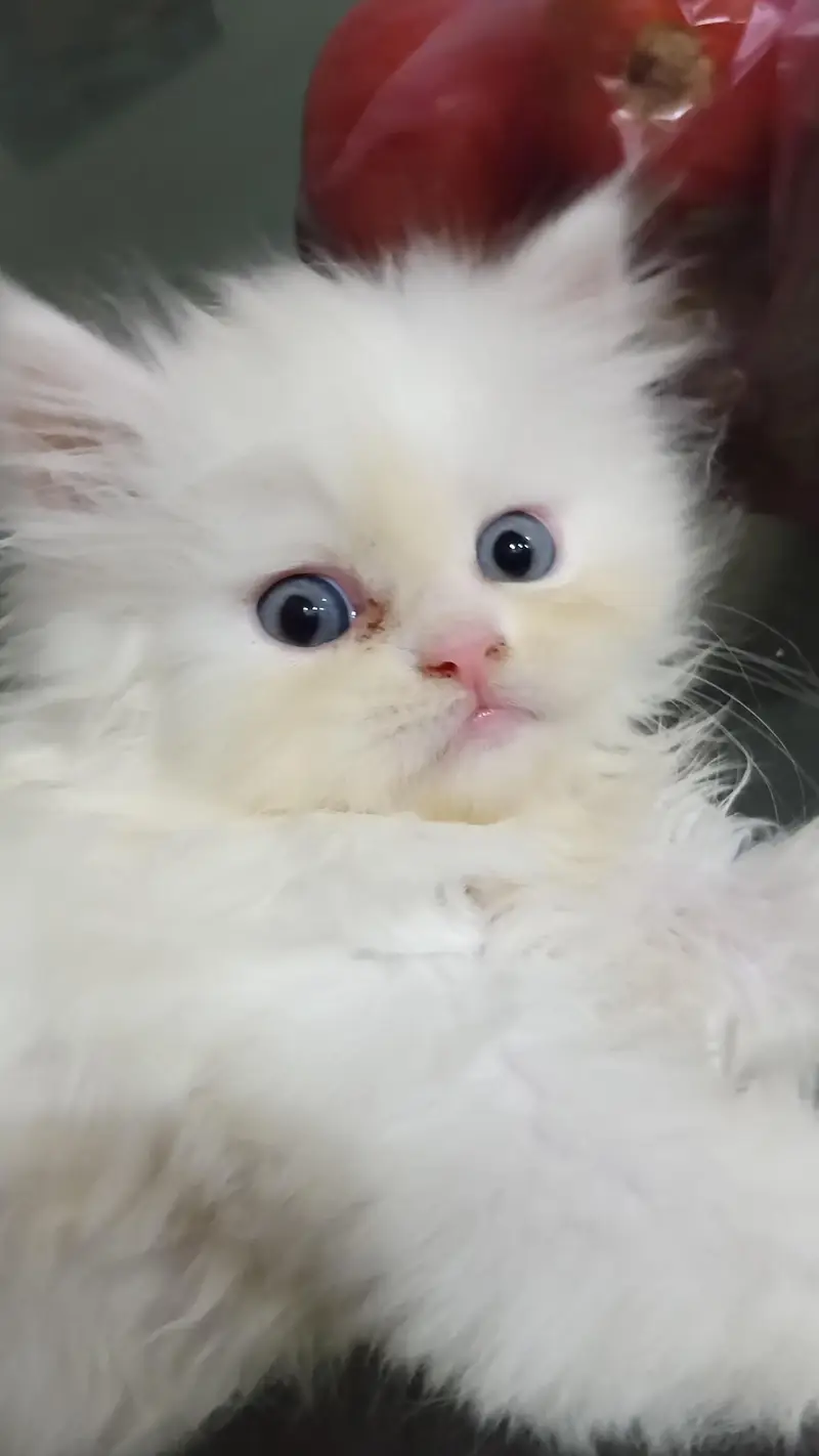 Pure white Persian kittens — photo 7