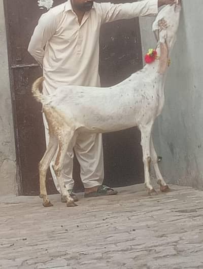 Makhi cheeni Gabn path sale