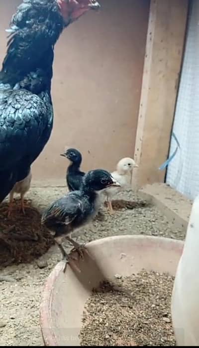 Aseel hen with chick