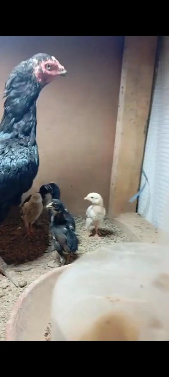 Aseel hen with chick — photo 2