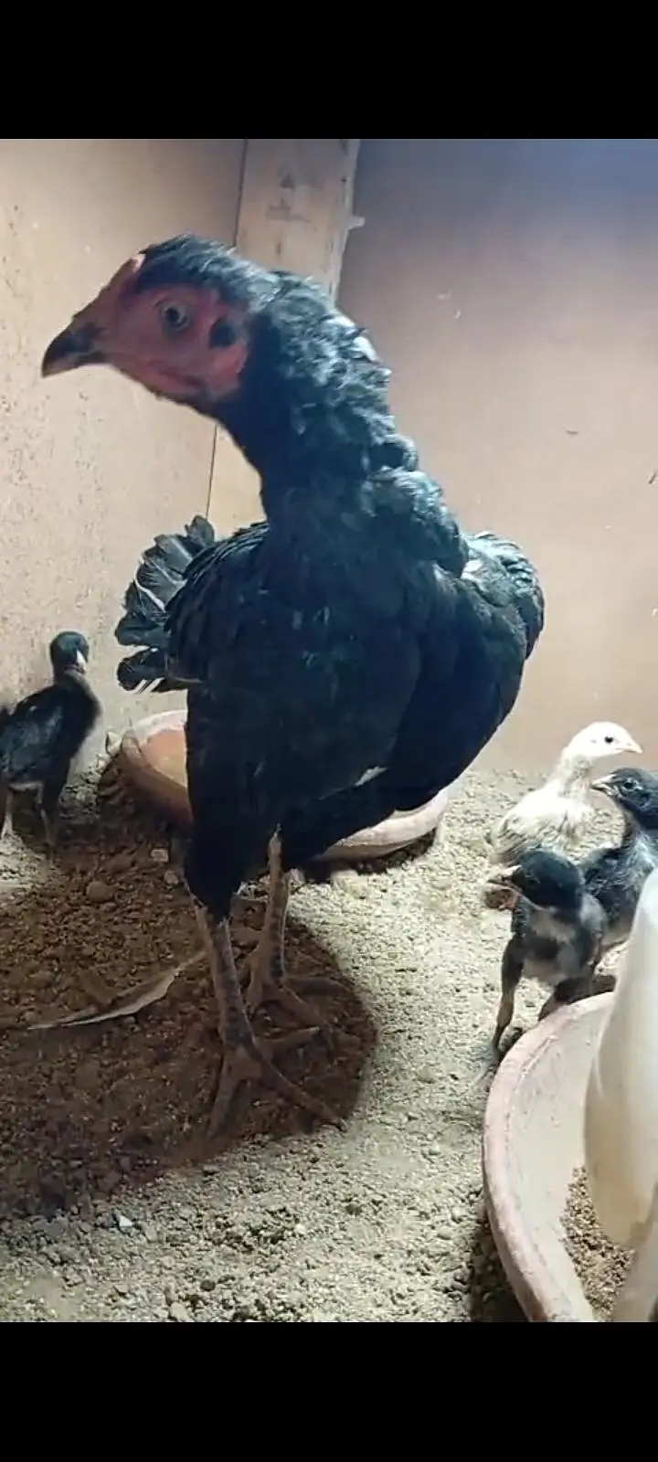 Aseel hen with chick — photo 3