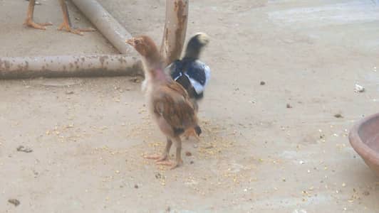 Aseel miyawali chicks
