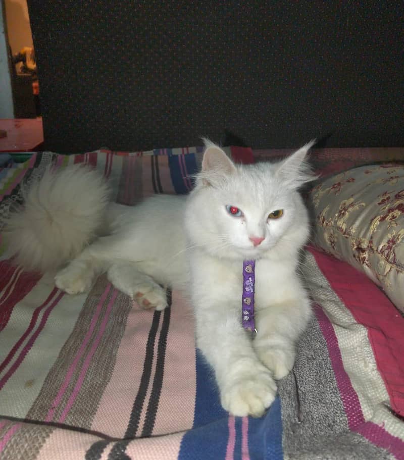 Persian cat 0
