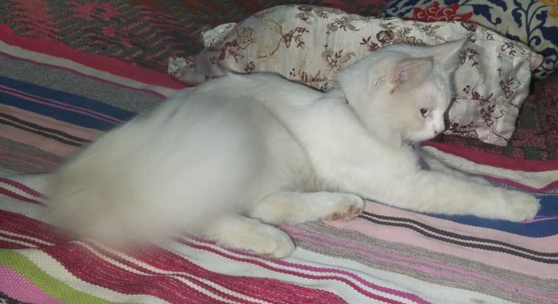 Persian cat 1