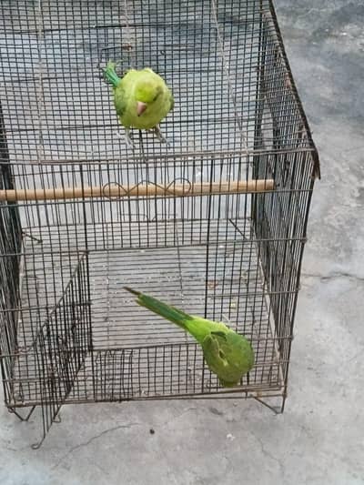 ring neck parrot with cage
