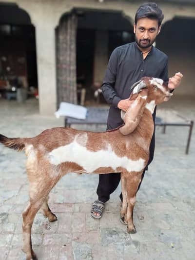 Nagra Bakra khassi