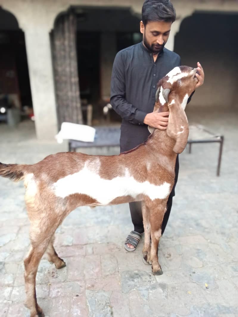 Nagra Bakra khassi 1