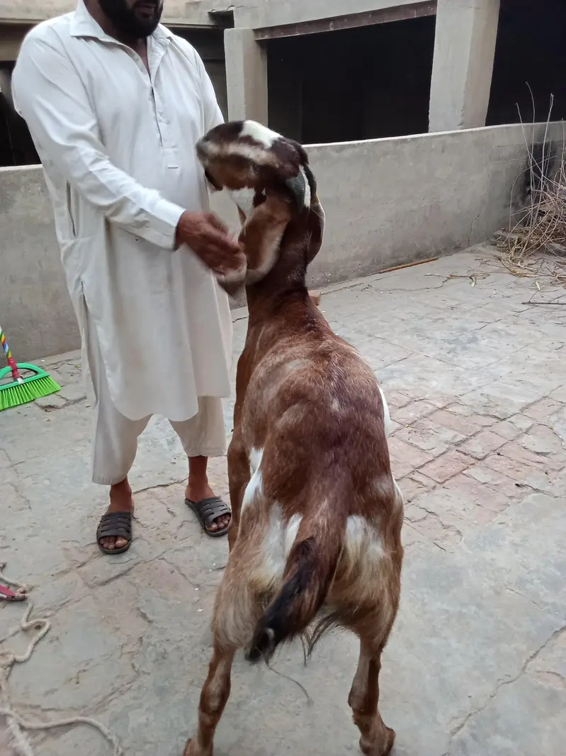 Nagra Bakra khassi — photo 4