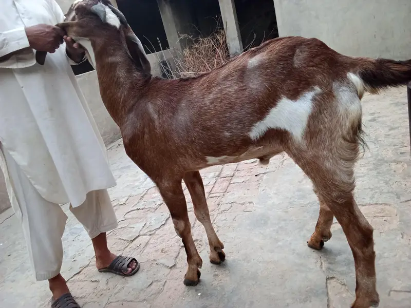 Nagra Bakra khassi — photo 5
