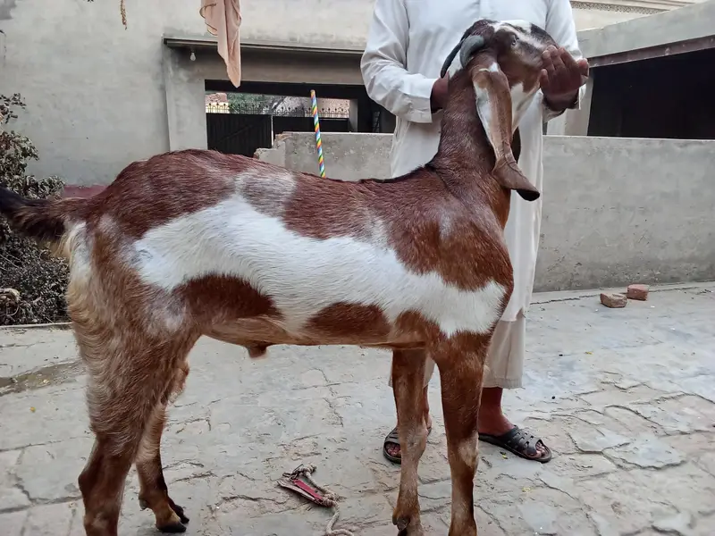 Nagra Bakra khassi — photo 6