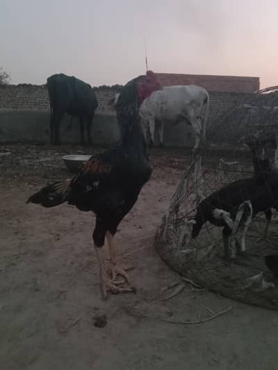 Long hight Aseel Sindhi