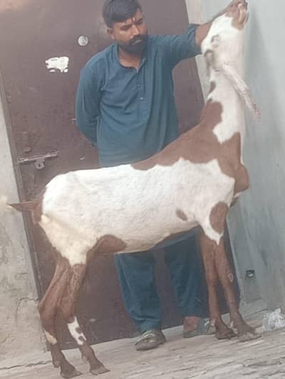 Nagra Gabn bakri sale