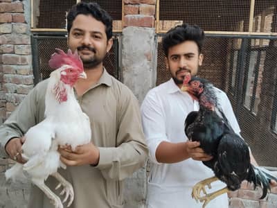 LASANI and White Bengum breed
