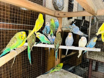 Australian Breeder Pairs 03114333791