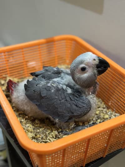 African grey Congo chick
