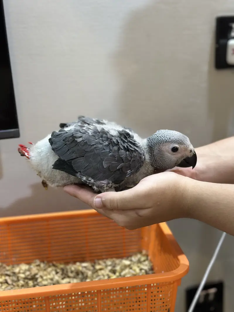 African grey Congo chick — photo 2