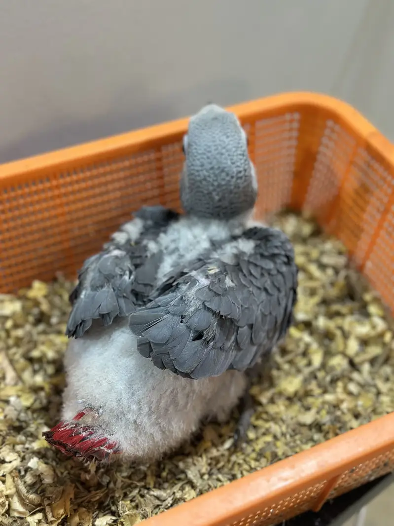 African grey Congo chick — photo 3