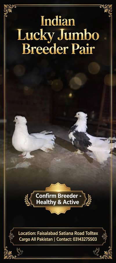 Breader pair sale and exchange possible 03143275503