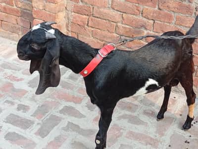 Bakra breeder pure quality Ghar Ka pala hua bacha urgent sale