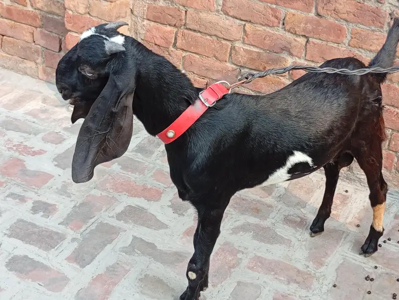 Bakra breeder pure quality Ghar Ka pala hua bacha urgent sale — photo 2