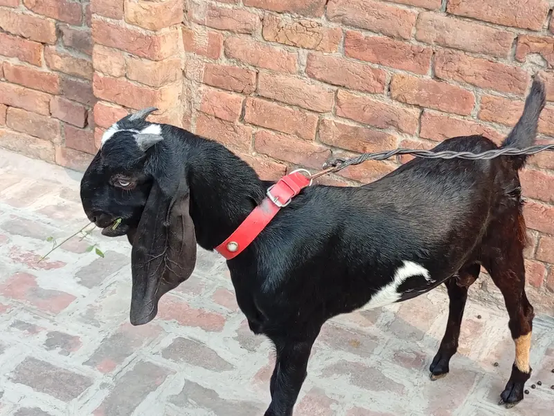 Bakra breeder pure quality Ghar Ka pala hua bacha urgent sale — photo 3