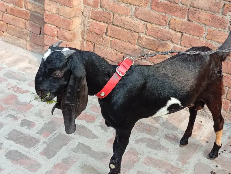 Bakra breeder pure quality Ghar Ka pala hua bacha urgent sale — photo 4
