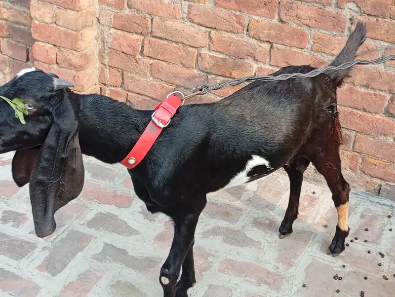 Bakra breeder pure quality Ghar Ka pala hua bacha urgent sale — photo 5
