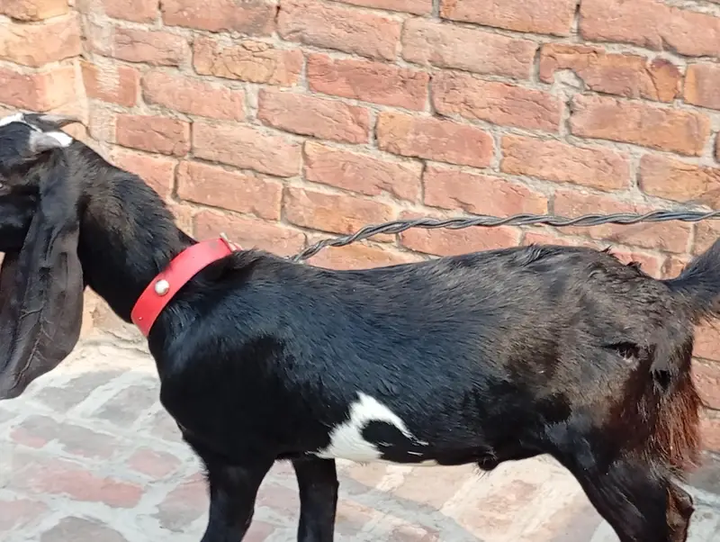 Bakra breeder pure quality Ghar Ka pala hua bacha urgent sale — photo 6
