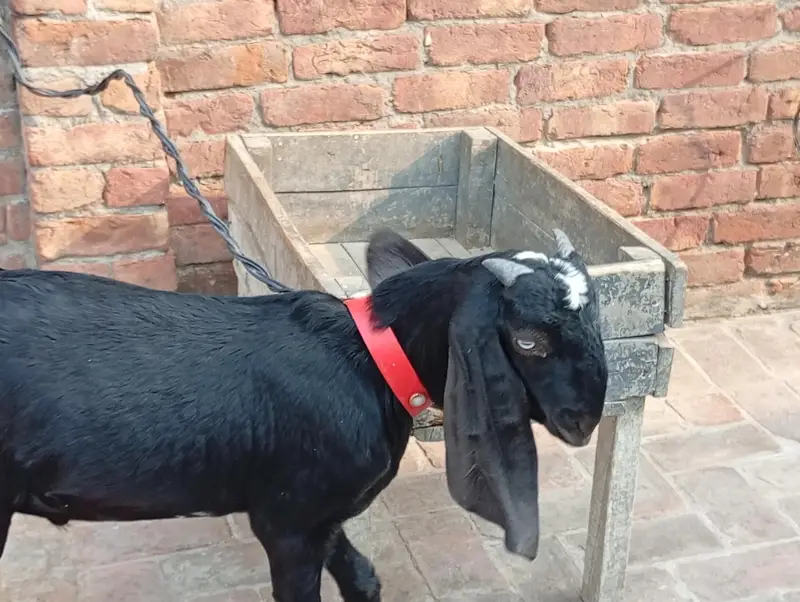 Bakra breeder pure quality Ghar Ka pala hua bacha urgent sale — photo 7