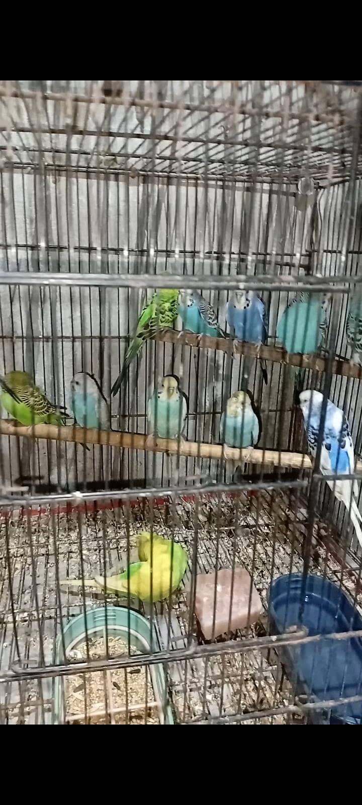 bugies breeder pair 0