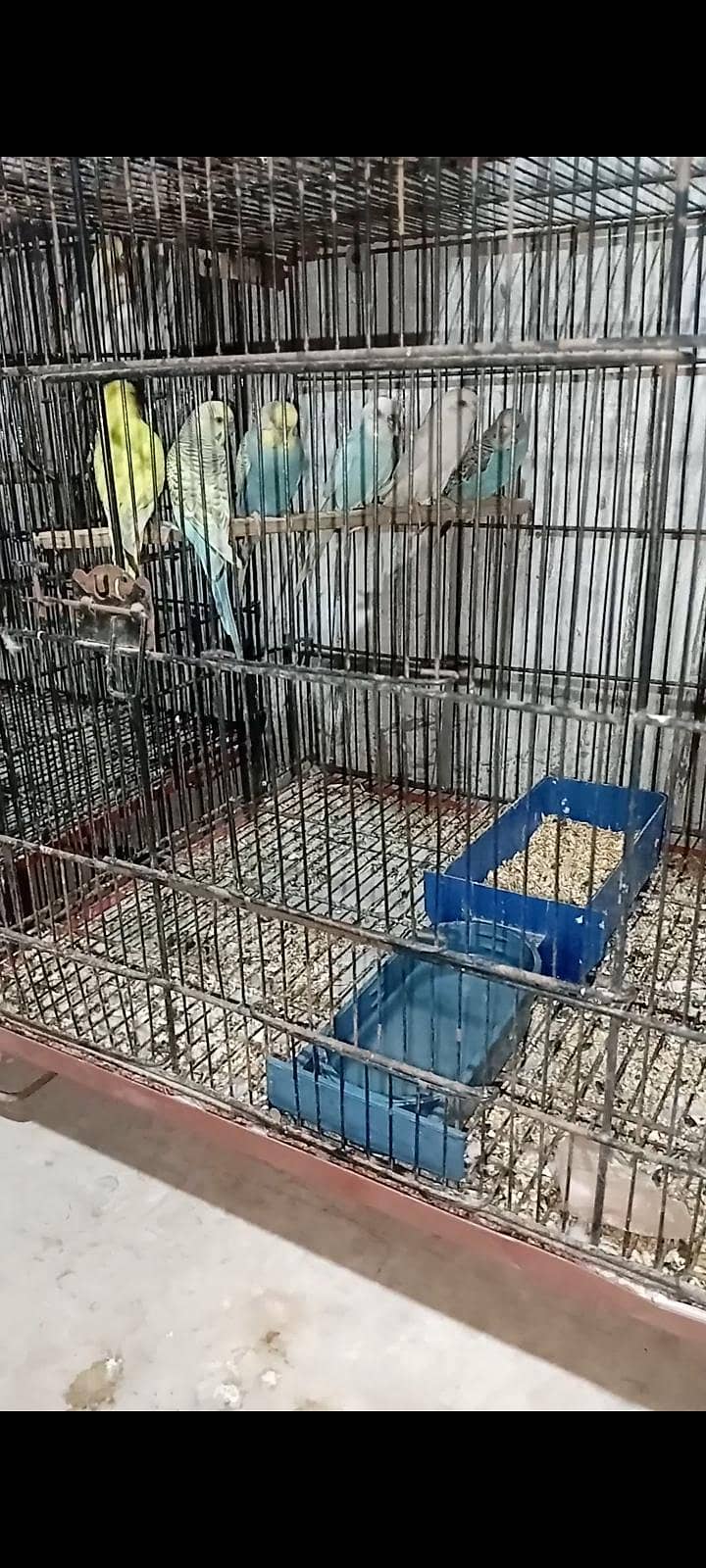 bugies breeder pair 1