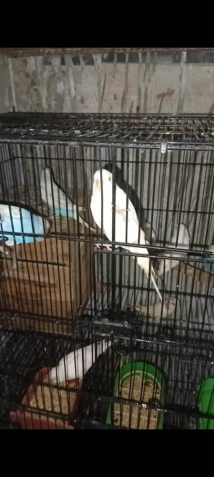 bugies breeder pair 2