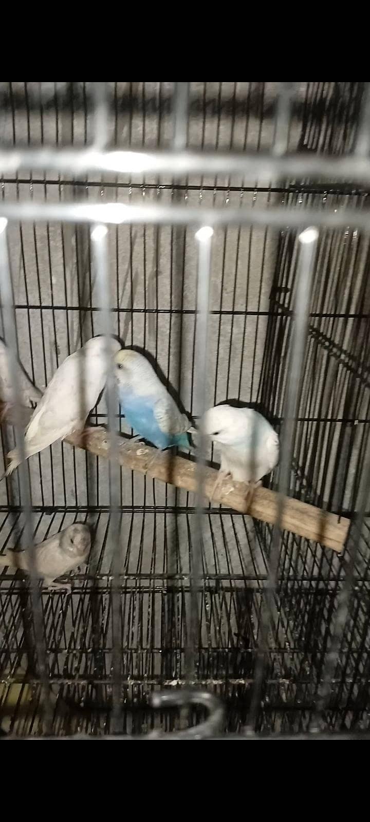 bugies breeder pair 3