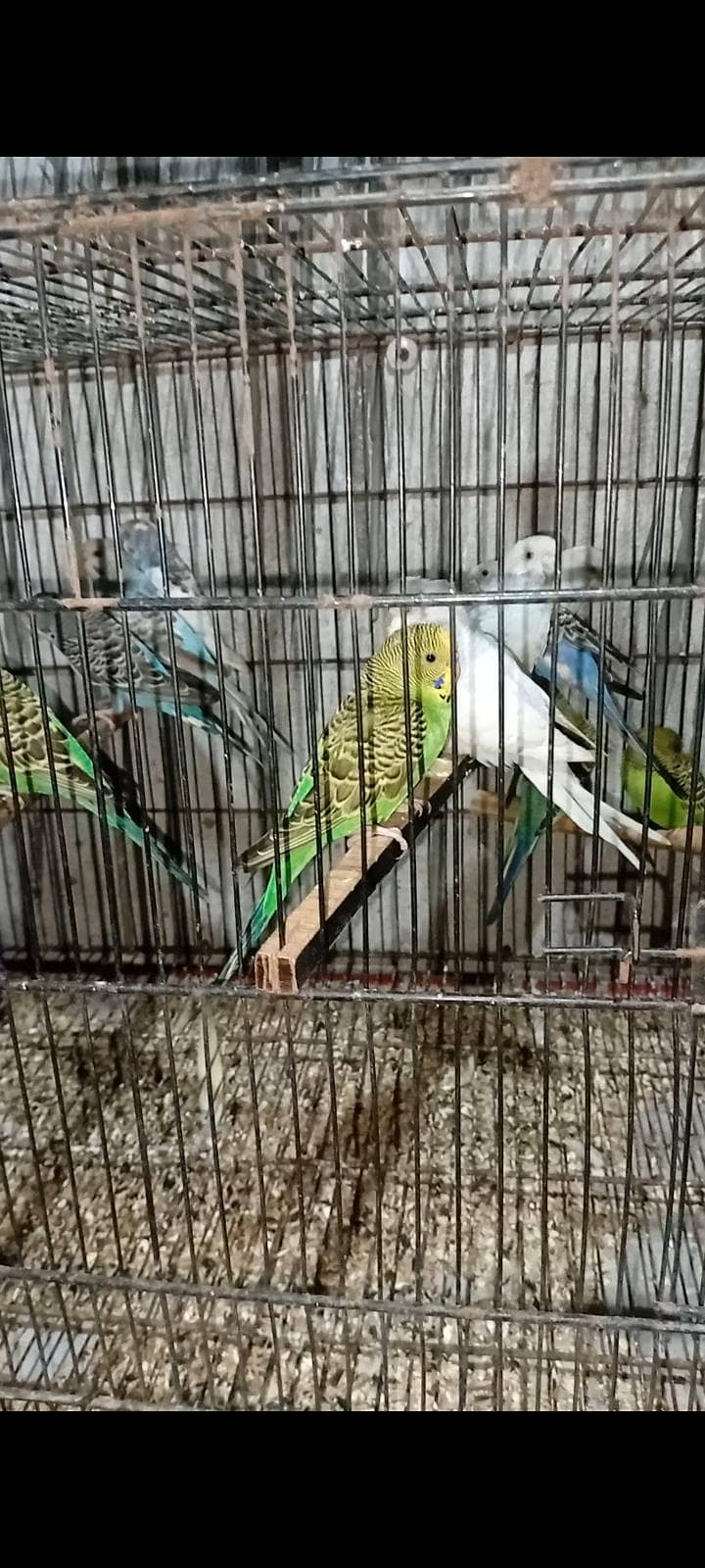 bugies breeder pair 4