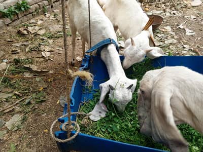 Bakri ki age 3.5.                bacho ki umer 6 Months