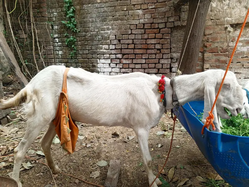 Bakri ki age 3.5.                bacho ki umer 6 Months — photo 2
