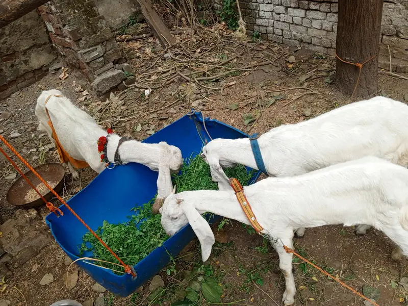 Bakri ki age 3.5.                bacho ki umer 6 Months — photo 3