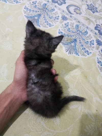 sale cat double Cote