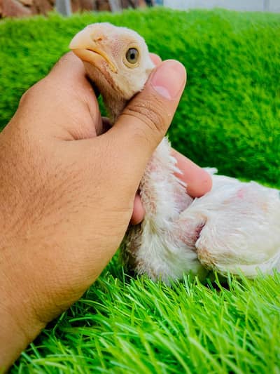 Parrot Beak Cross Thai Female Chick's
