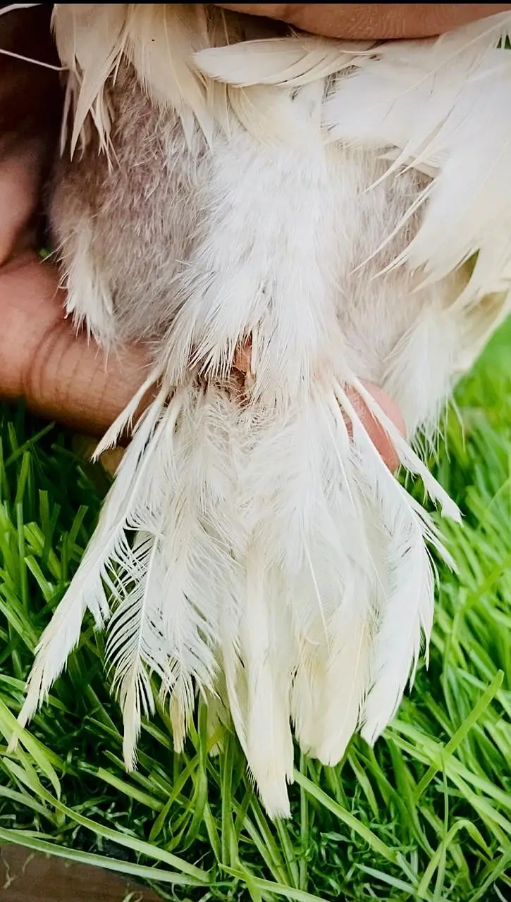 Parrot Beak Cross Thai Female Chick's — photo 2