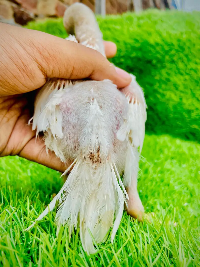 Parrot Beak Cross Thai Female Chick's — photo 4