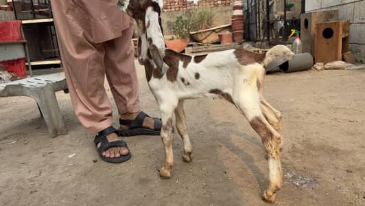 Goat babies available for sale