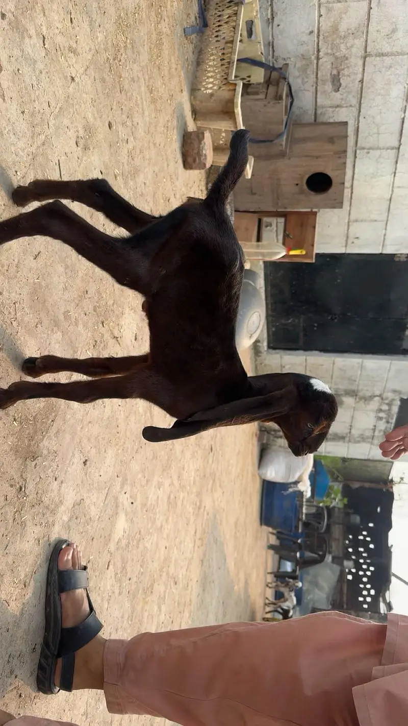 Goat babies available for sale — photo 2