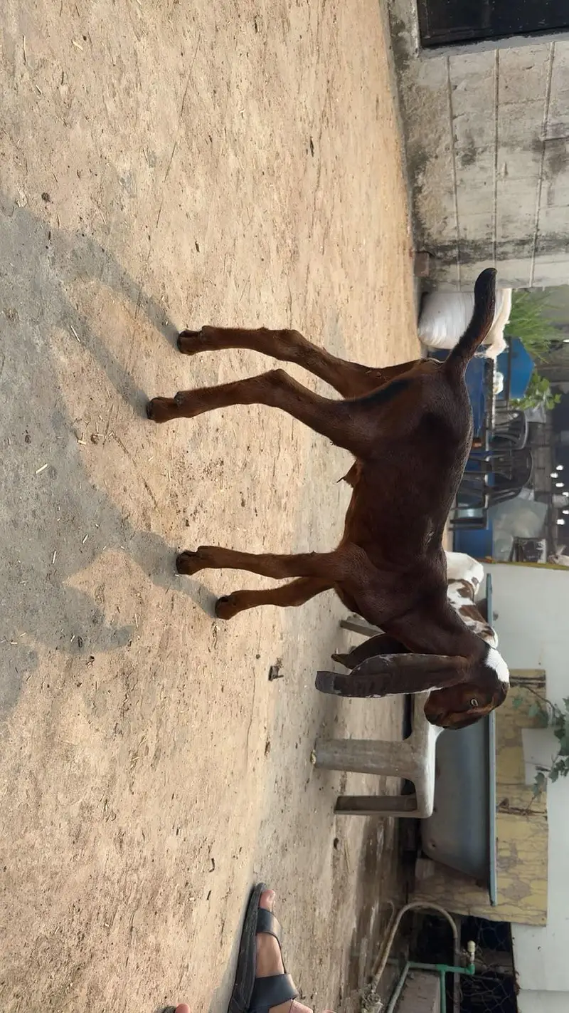 Goat babies available for sale — photo 4