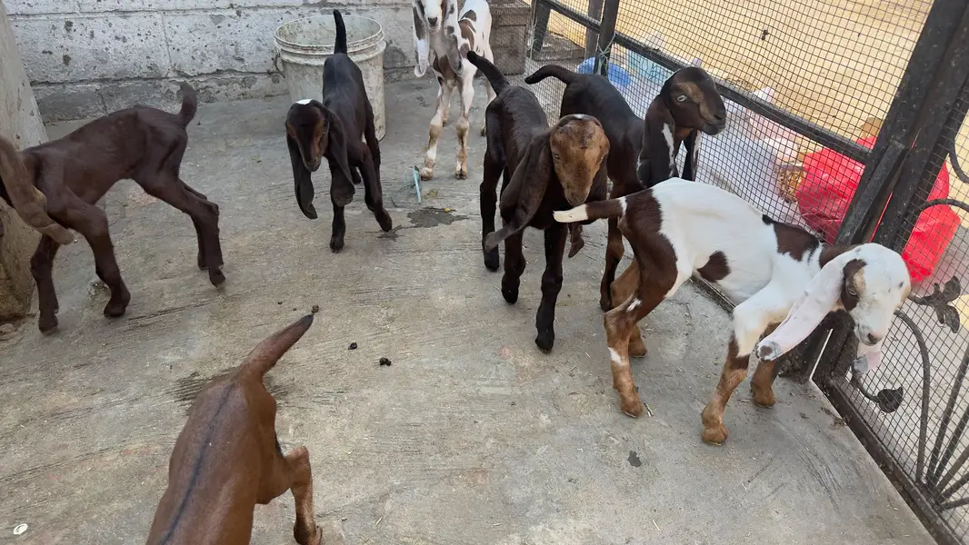 Goat babies available for sale — photo 7
