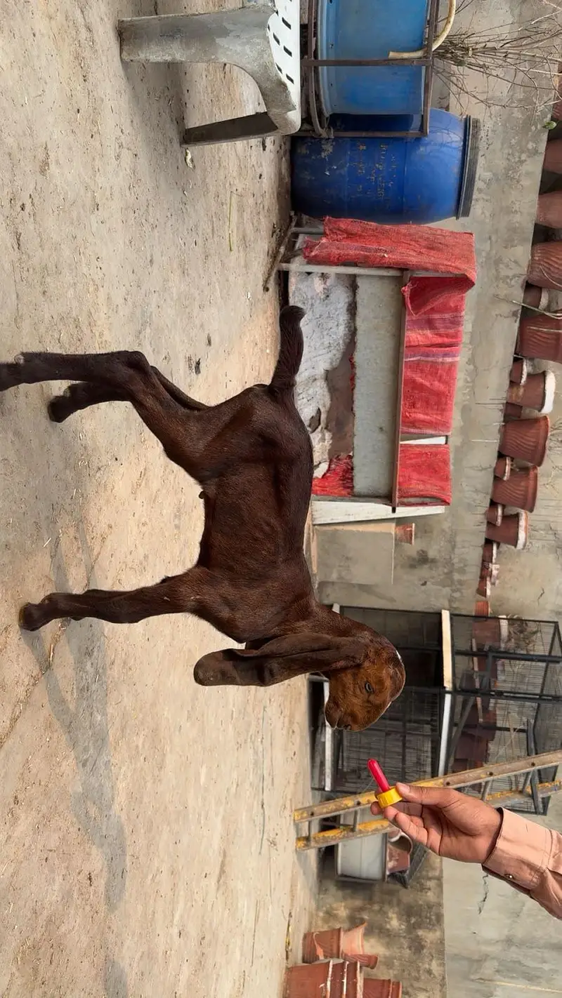 Goat babies available for sale — photo 8