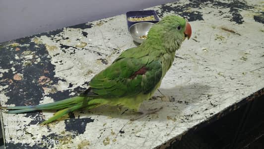 raw parrot for sale