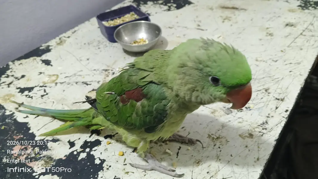 raw parrot for sale — photo 2
