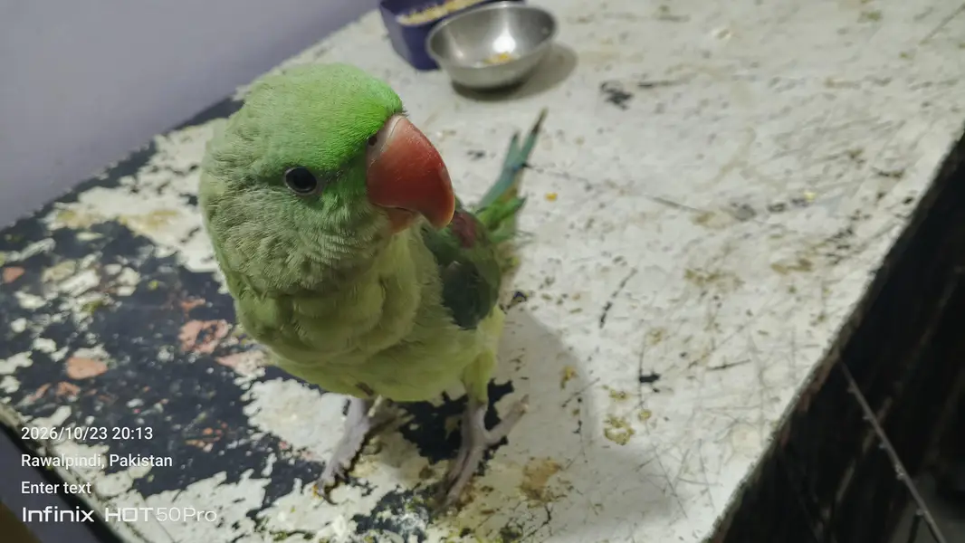 raw parrot for sale — photo 3